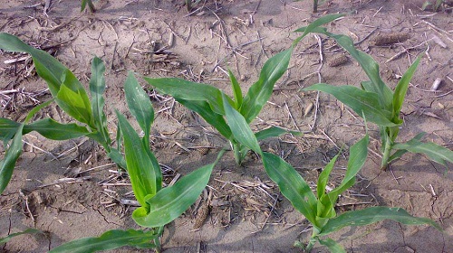 Monsanto Twin-row-maize 500 x 280