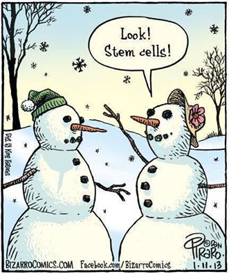 stem cells snowmen